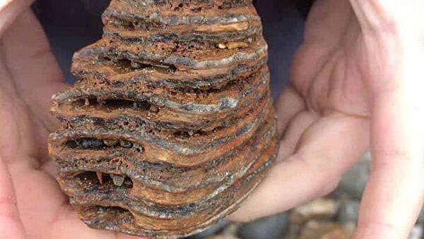 英國小學生找到4000年前猛獁象牙齒 - 俄羅斯衛星通訊社