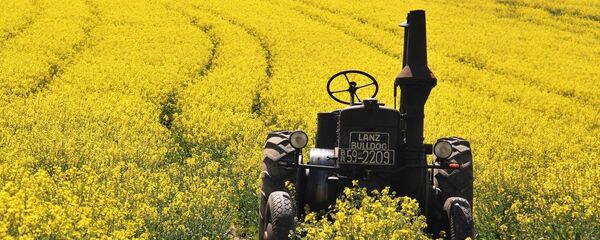 油菜籽或破壞中加關係 - 俄羅斯衛星通訊社