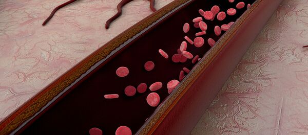 Кровеносный сосуд - 俄罗斯卫星通讯社