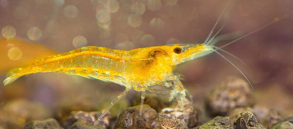 俄墨两国学者拯救虾类罹患致命白斑综合征病毒 - 俄罗斯卫星通讯社