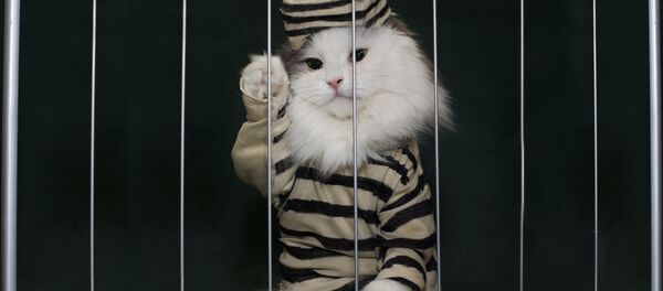 鏟屎官入睡後貓主子會做些甚麼？ - 俄羅斯衛星通訊社