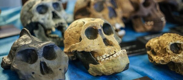 學者：遠古人的牙齒類似高爾夫球 - 俄羅斯衛星通訊社