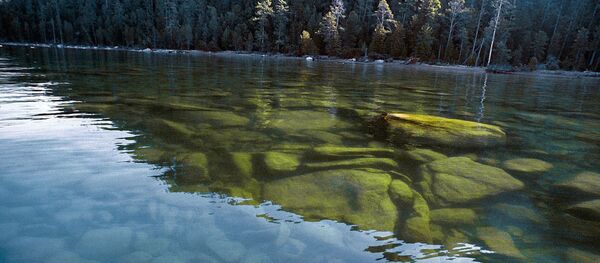 俄漁業署：希望在5年內恢復貝加爾湖秋白鮭種群 - 俄羅斯衛星通訊社