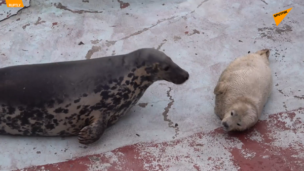 三只小海豹在加里宁格勒动物园出生 - 俄罗斯卫星通讯社