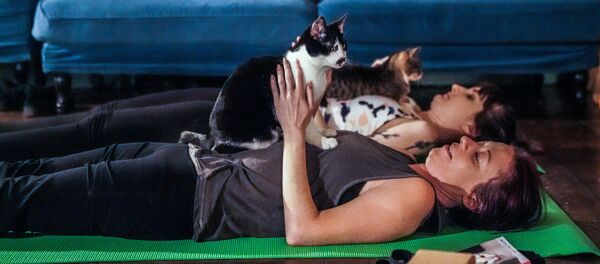 纽约的猫咪瑜伽 - 俄罗斯卫星通讯社