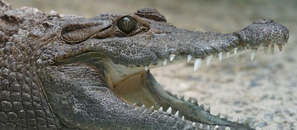 食狗巨鳄被判入狱 - 俄罗斯卫星通讯社