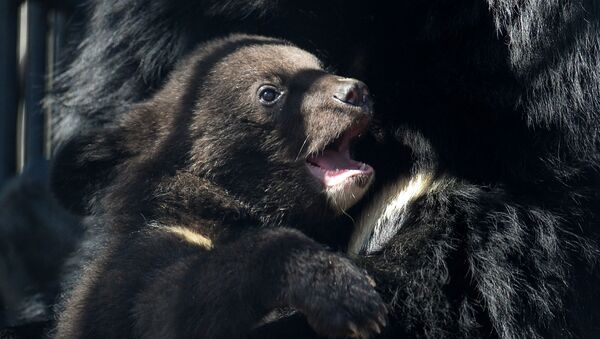 滨海边疆区发现两只弱小无母的熊崽（视频） - 俄罗斯卫星通讯社