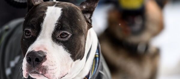 比特犬 - 俄罗斯卫星通讯社