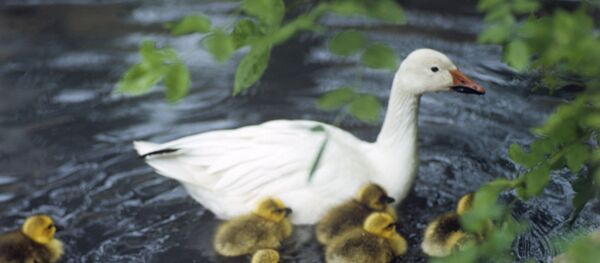 白鵝 - 俄羅斯衛星通訊社