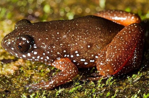 印度发现指甲大小星蛙 - 俄罗斯卫星通讯社