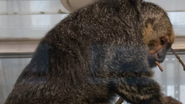 赫爾辛基動物園發現一隻肌肉異常的猴子 - 俄羅斯衛星通訊社
