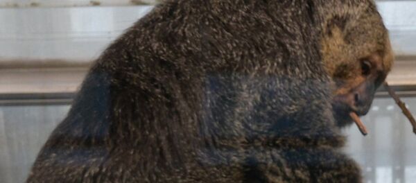 赫爾辛基動物園發現一隻肌肉異常的猴子 - 俄羅斯衛星通訊社