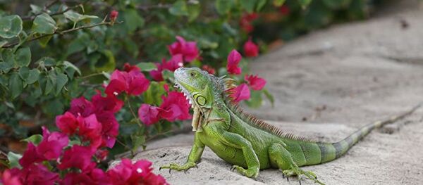 美国男子在自家马桶发现一只绿色蜥蜴 - 俄罗斯卫星通讯社