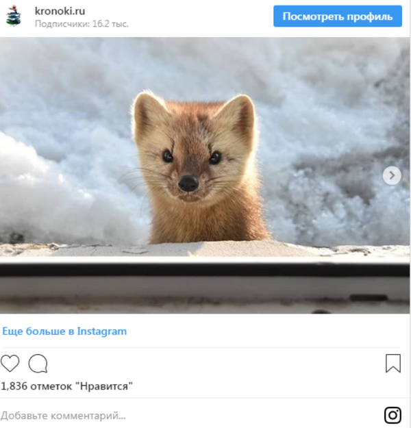 堪察加一自然保护区检查员住所出现一只紫貂 堪察加一自然保护区检查员住所出现一只紫貂 - 俄罗斯卫星通讯社