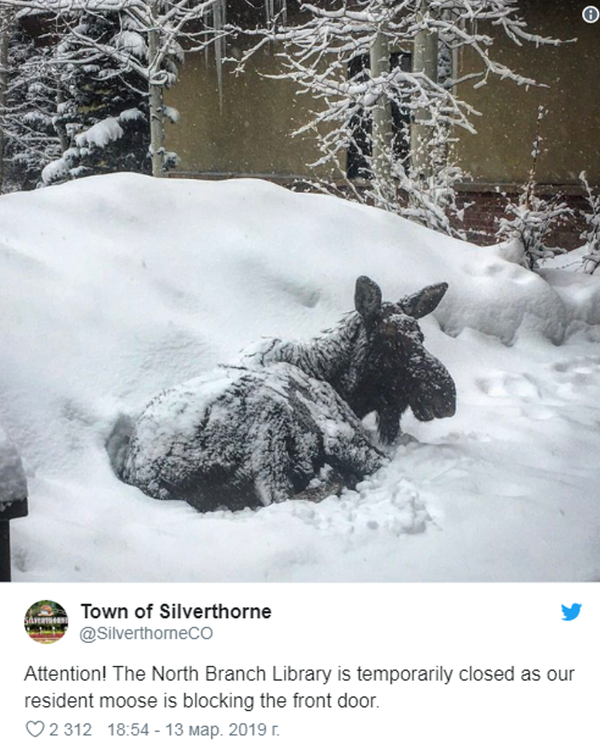 美國一圖書館因麋鹿門前睡覺關閉數小時 - 俄羅斯衛星通訊社