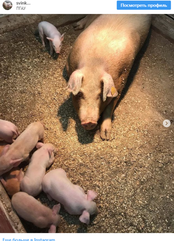 不孕症母猪接受机器人手术后成功产子 喂奶视频曝光 不孕症母猪接受机器人手术后成功产子 喂奶视频曝光 - 俄罗斯卫星通讯社