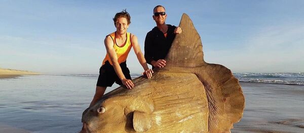 澳洲渔民拍到巨型翻车鱼 - 俄罗斯卫星通讯社