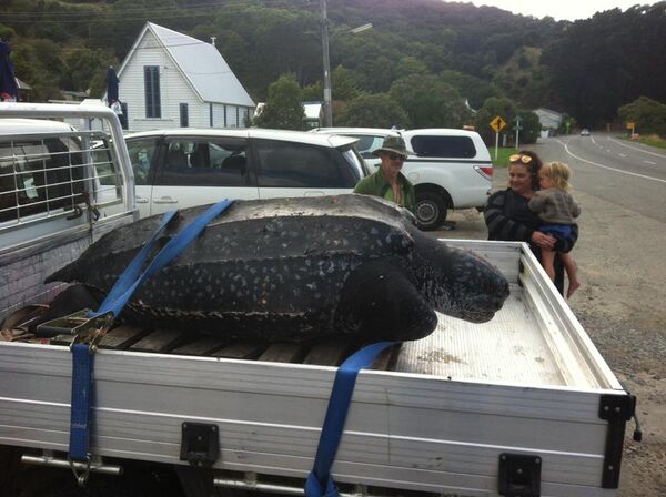 一只罕见的巨型海龟在新西兰海岸搁浅 - 俄罗斯卫星通讯社