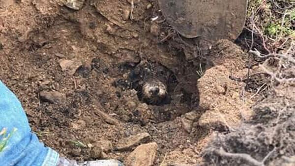 臘腸犬誤入兔子洞 在地下迷路5天 - 俄羅斯衛星通訊社