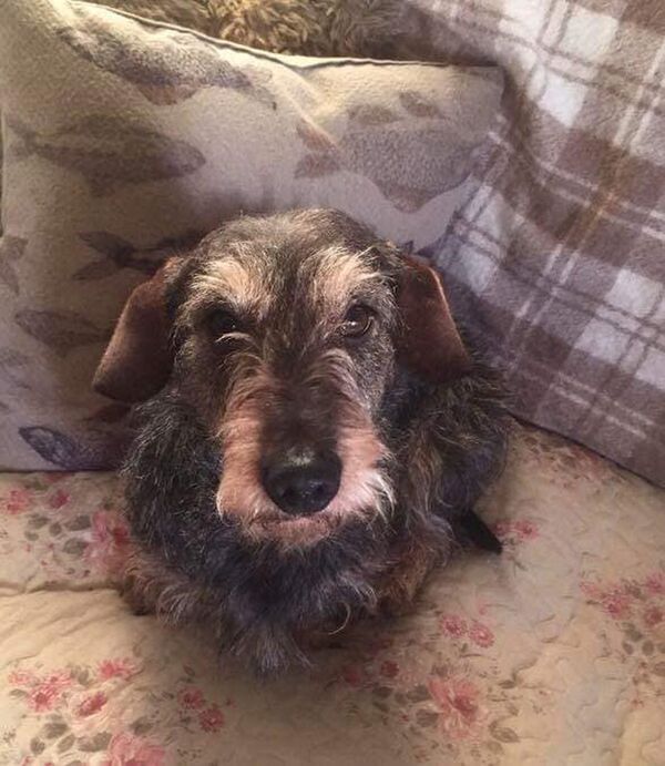 臘腸犬誤入兔子洞 在地下迷路5天 - 俄羅斯衛星通訊社