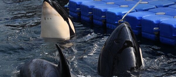 俄捕捞公司：向中方出售俄虎鲸的合同尚未解除 - 俄罗斯卫星通讯社