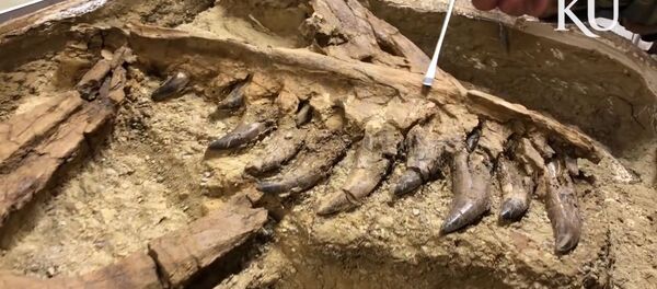 28年前加拿大發現的霸王龍骨架為世上最大 - 俄羅斯衛星通訊社