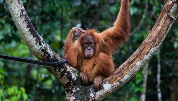 Орангутанг на дереве в Индонезии - 俄羅斯衛星通訊社