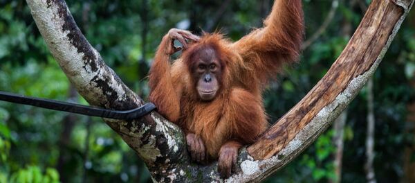 Орангутанг на дереве в Индонезии Орангутанг на дереве в Индонезии - 俄罗斯卫星通讯社