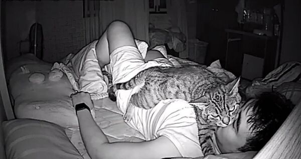 铲屎官入睡后猫主子会做些什么？ - 俄罗斯卫星通讯社