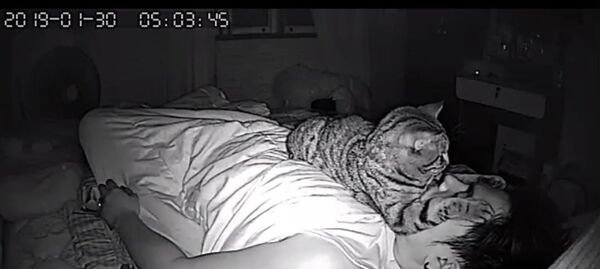 铲屎官入睡后猫主子会做些什么？ - 俄罗斯卫星通讯社