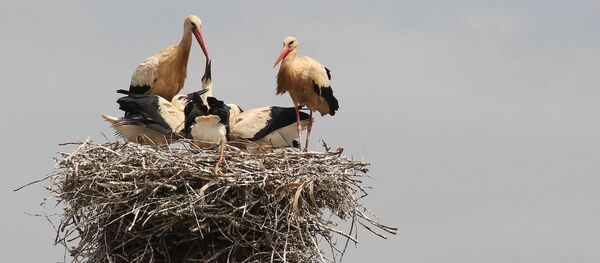 學者為80只東方白鸛佩戴GPS發射器跟蹤研究遷徙路線 學者為80只東方白鸛佩戴GPS發射器跟蹤研究遷徙路線 - 俄羅斯衛星通訊社