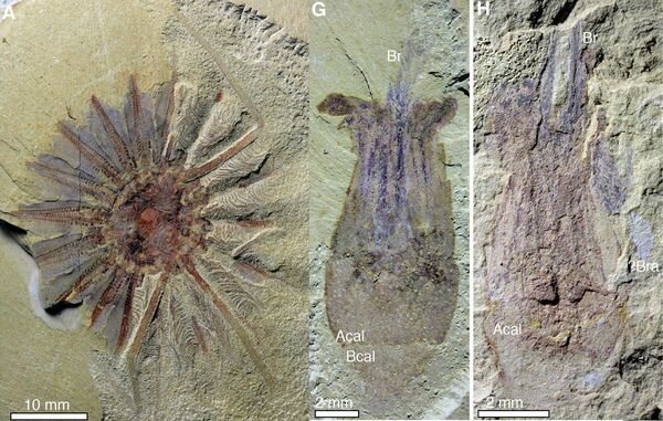 中国发现最古老海怪 - 俄罗斯卫星通讯社