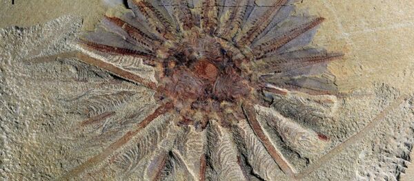 中国发现最古老海怪 - 俄罗斯卫星通讯社