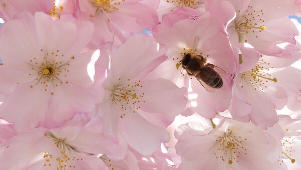 英国人意外将危害当地品种的土耳其蜜蜂带回国 - 俄罗斯卫星通讯社