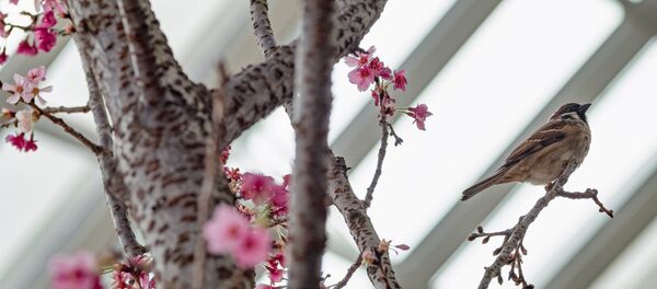 世界各地的櫻花競相綻放 - 俄羅斯衛星通訊社