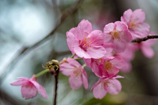 中國人要選哪種花卉當國花? 中國人要選哪種花卉當國花? - 俄羅斯衛星通訊社