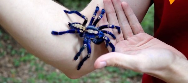 小伙子讓罕見的狼蛛在手上爬 - 俄羅斯衛星通訊社