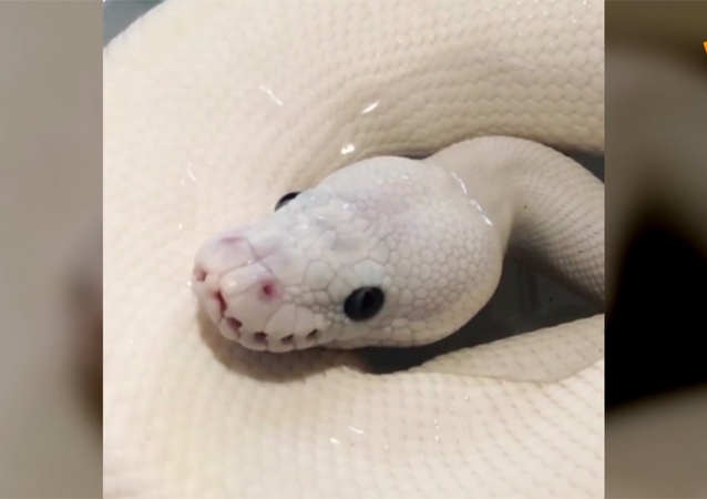 视频:汇集全球最新最热的新闻,体育,娱乐,热搜,搞笑视频,直播热门体育