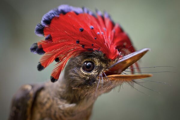 皇霸鹟，红色的冠毛非常显眼，栖息在中南美一带 - 俄罗斯卫星通讯社
