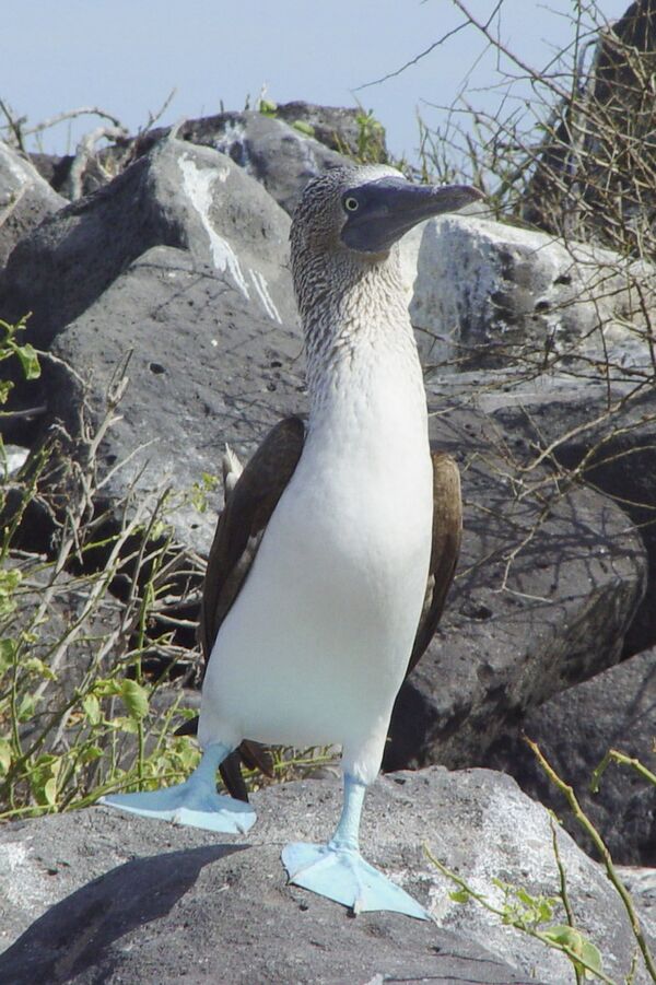 蓝脚鲣鸟，主要栖息于科隆群岛。雄鸟的鸟颜色越鲜艳越受雌鸟欢迎 - 俄罗斯卫星通讯社