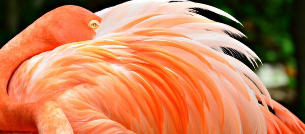 Фламинго  - 俄羅斯衛星通訊社