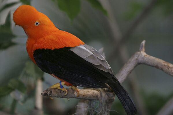 安第斯动冠伞鸟，秘鲁非官方象征之一 - 俄罗斯卫星通讯社