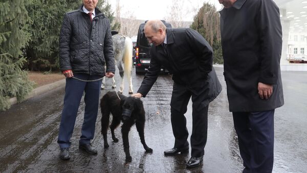 犬類專家：吉爾吉斯斯坦送給普京的小狗屬於有著超過12000年歷史的犬種 - 俄羅斯衛星通訊社