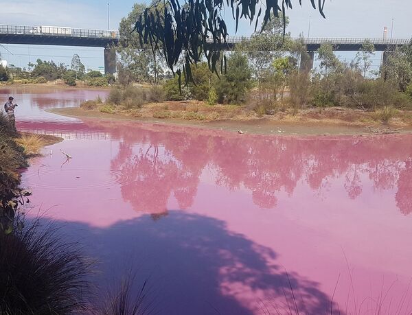 澳大利亞的湖變成了粉紅色 - 俄羅斯衛星通訊社