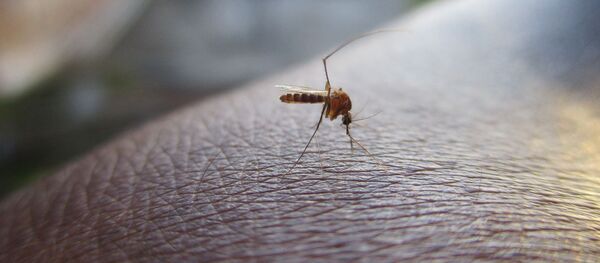 科学家揭示蚊子如何选取“目标” - 俄罗斯卫星通讯社