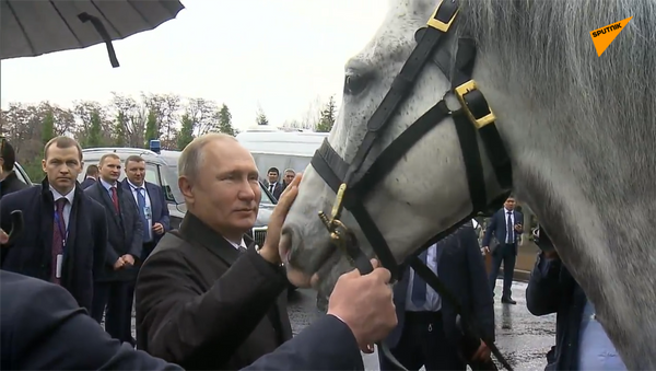 普京在吉尔吉斯斯坦获赠奥尔洛夫快步马和泰根猎犬幼犬 - 俄罗斯卫星通讯社