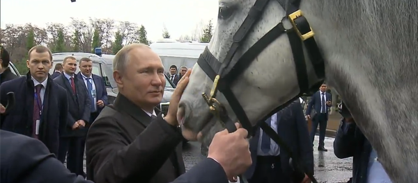 普京在吉爾吉斯斯坦獲贈奧爾洛夫快步馬和泰根獵犬幼犬 - 俄羅斯衛星通訊社
