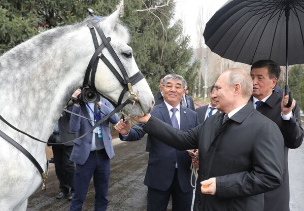 俄羅斯總統普京與吉爾吉斯斯坦總統熱恩別科夫在比什凱克贈送的奧爾洛夫快步馬 - 俄羅斯衛星通訊社
