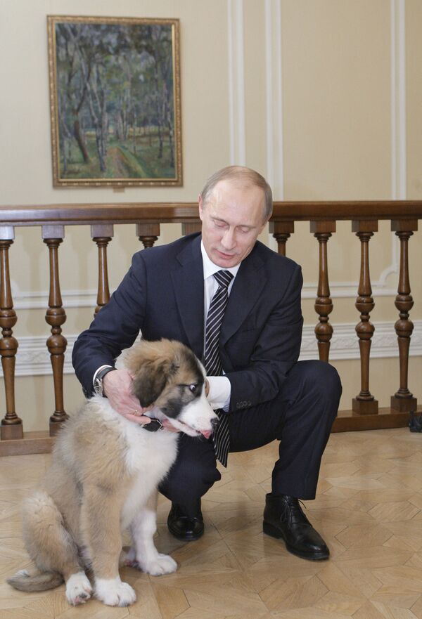 俄罗斯总统普京与保加利亚总理鲍里索夫赠送的保加利亚牧羊犬“巴菲” - 俄罗斯卫星通讯社
