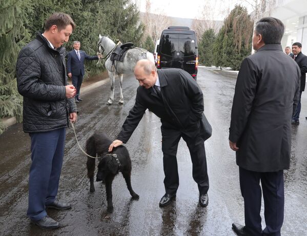 俄羅斯總統普京與吉爾吉斯斯坦總統熱恩別科夫在比什凱克贈送的泰根獵犬“捨爾汗” - 俄羅斯衛星通訊社